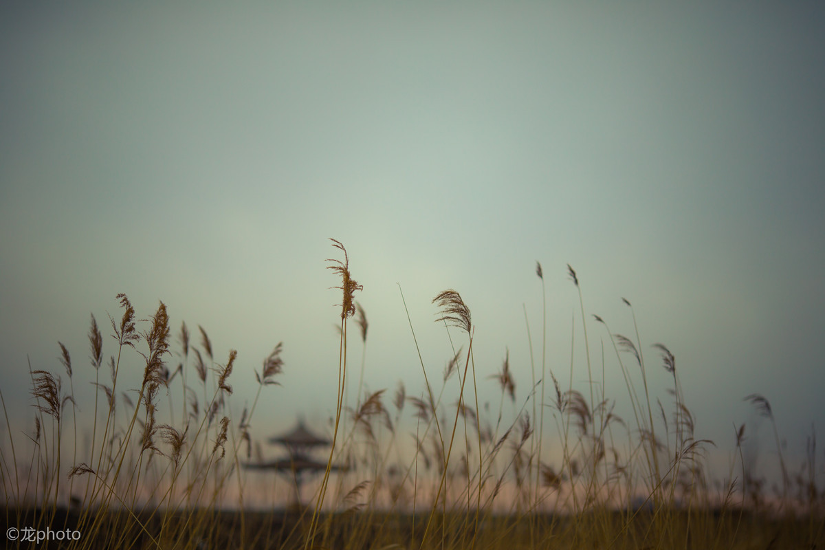 龙photo  《135L 练习贴 》