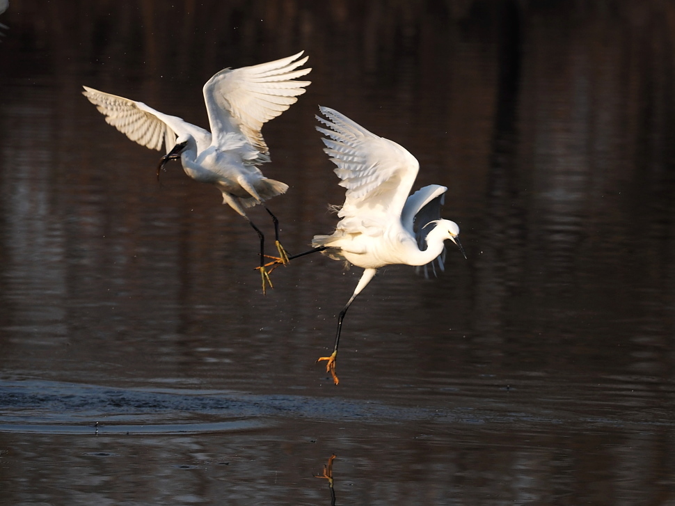 一组白鹭对舞与捕食瞬间