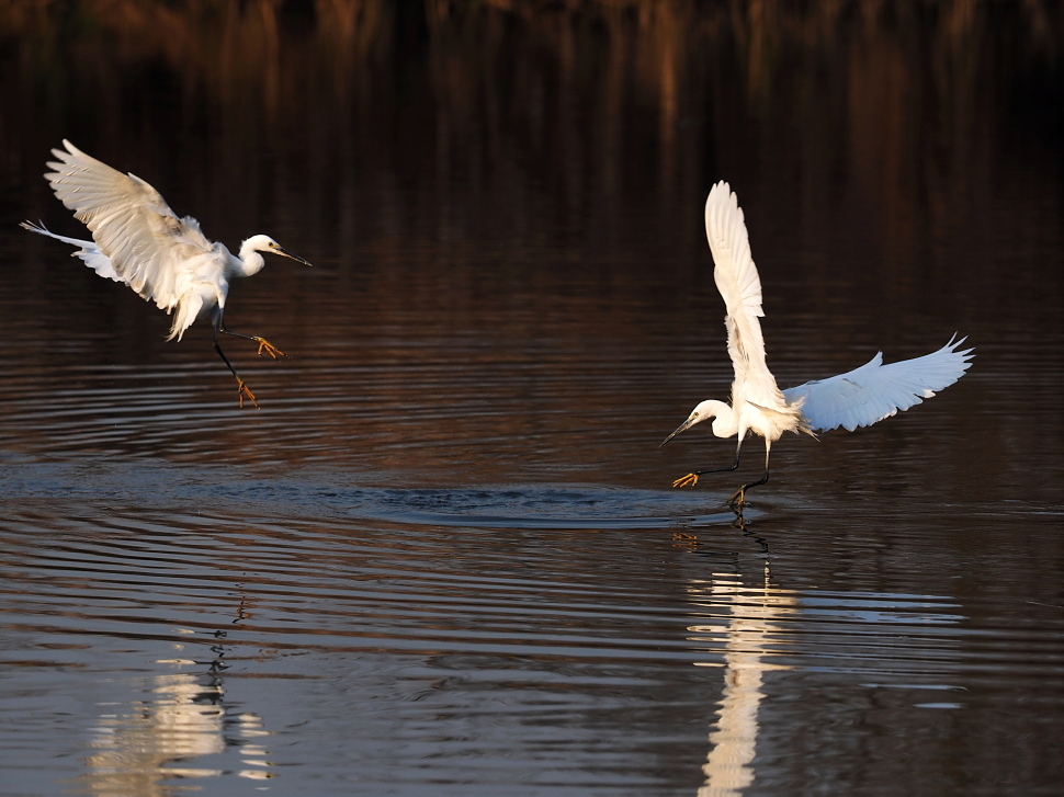 一组白鹭对舞与捕食瞬间