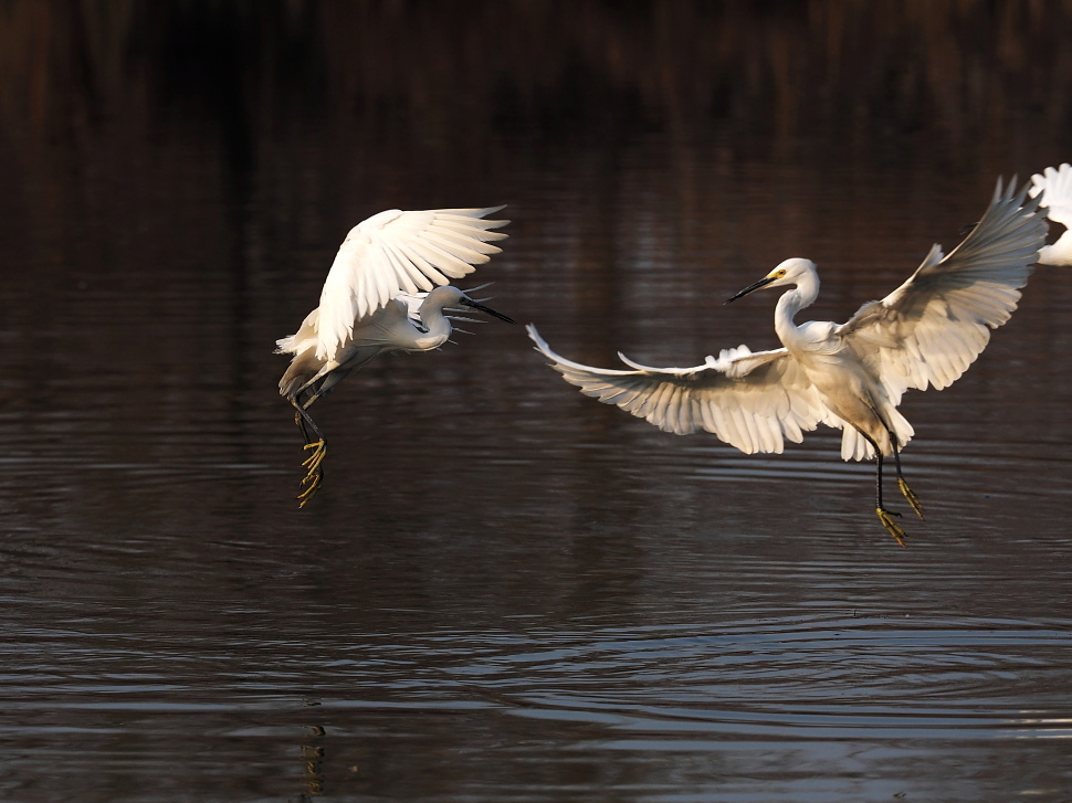 一组白鹭对舞与捕食瞬间