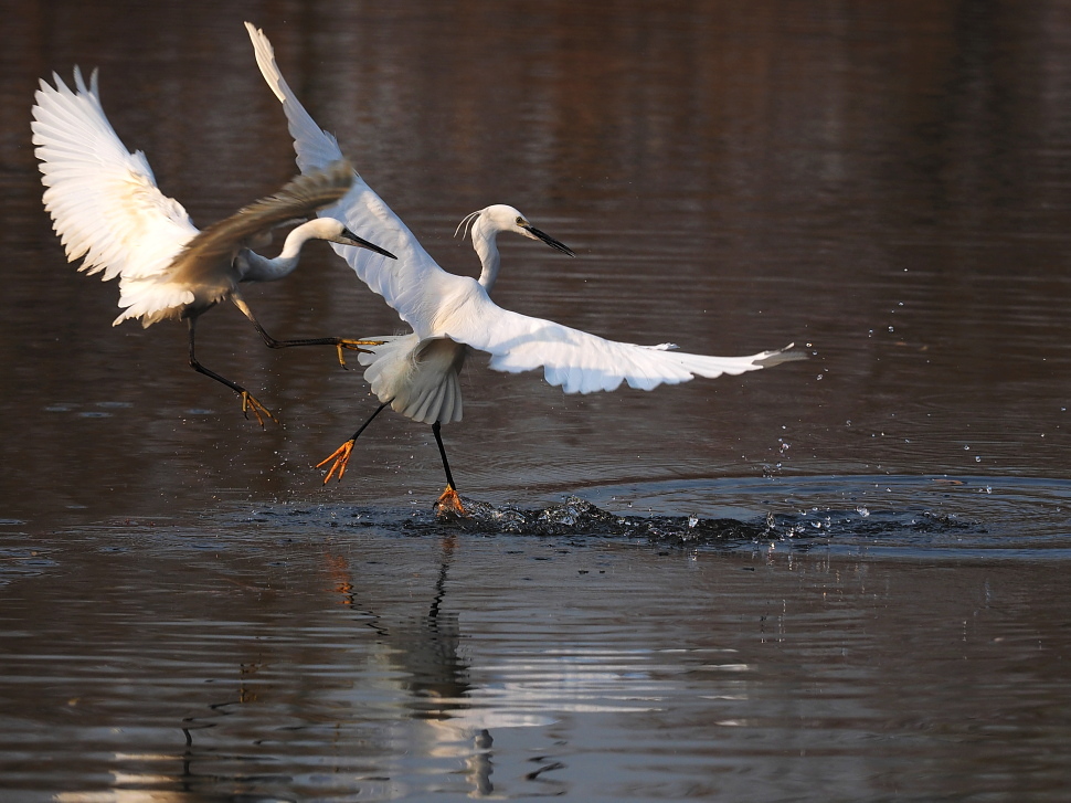 一组白鹭对舞与捕食瞬间