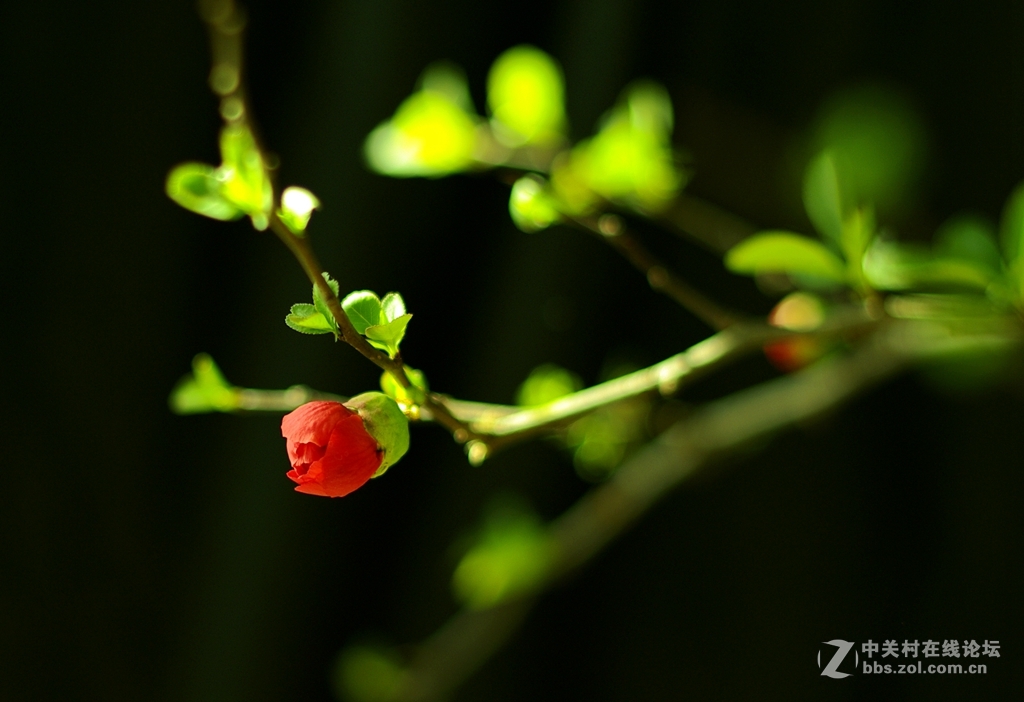 海棠依旧--贴梗海棠艳无双