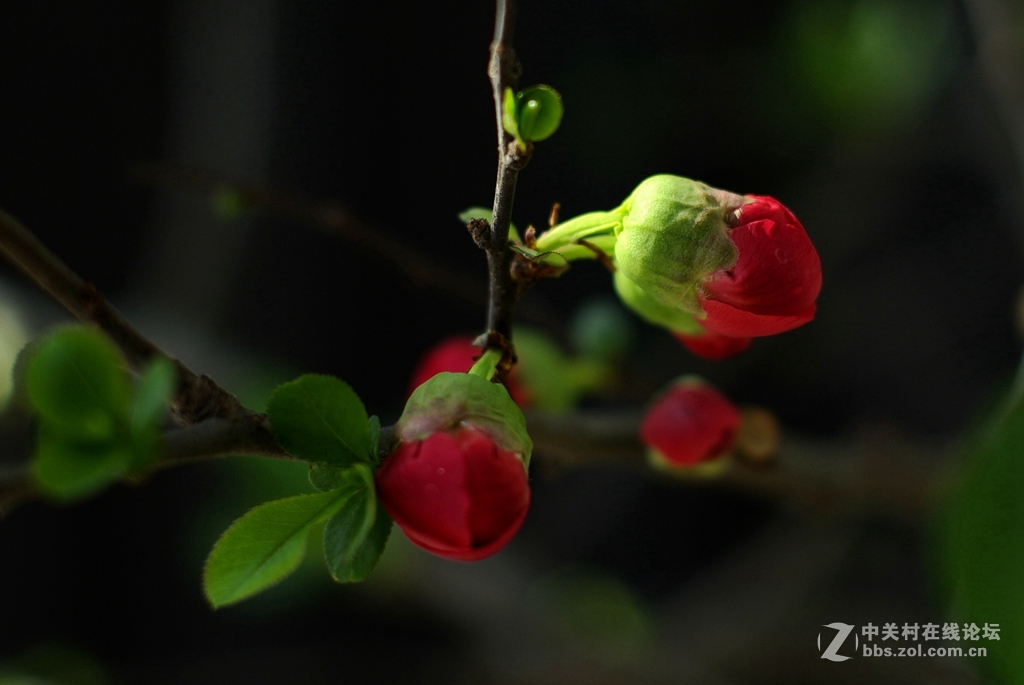 海棠依旧--贴梗海棠艳无双