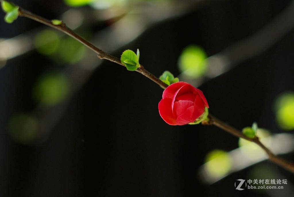 海棠依旧--贴梗海棠艳无双