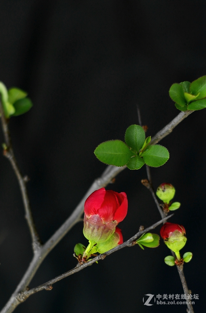 海棠依旧--贴梗海棠艳无双