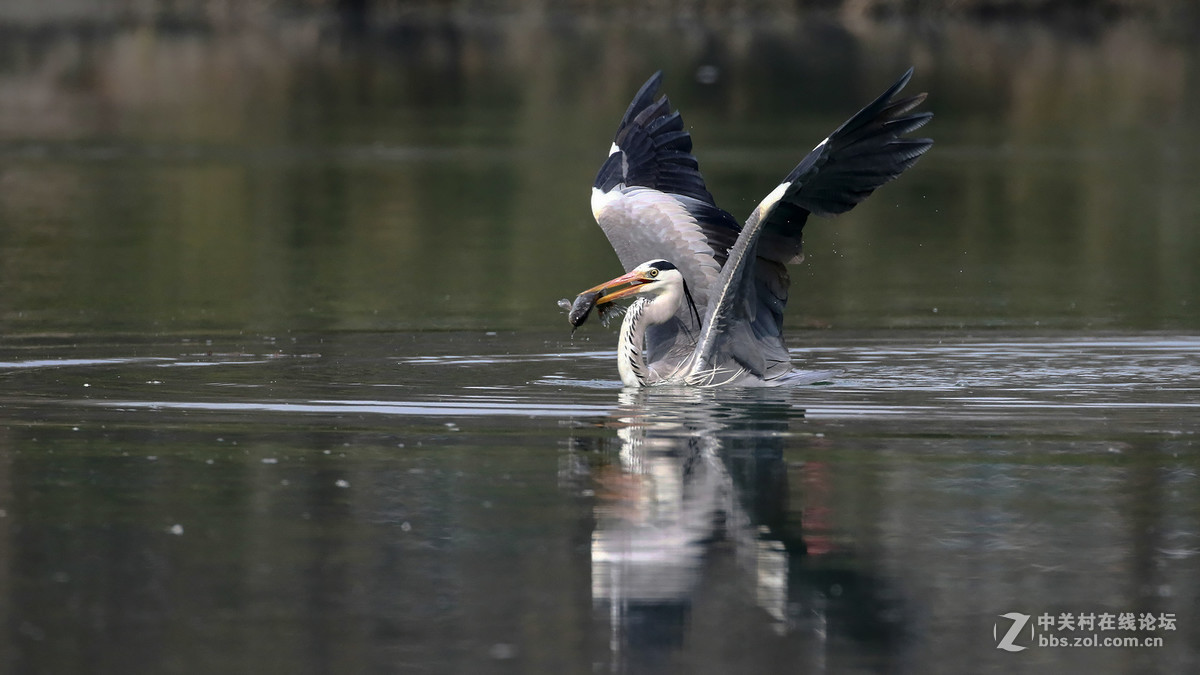 自然抓拍大型水禽鸟【12张苍鹭抓鱼起飞瞬间---用时2秒2个点射】