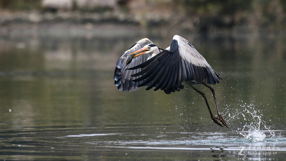自然抓拍大型水禽鸟【12张苍鹭抓鱼起飞瞬间---用时2秒2个点射】