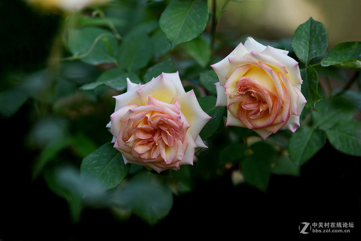 【2017】057---月季[6]