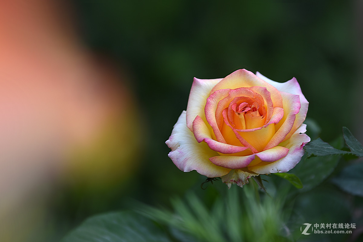 【2017】057---月季[6]