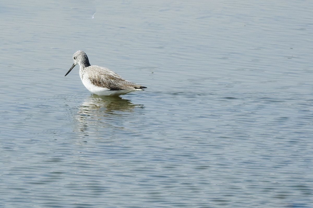 尼康P900S——鹬蚌相争，说的是这种鸟吗？