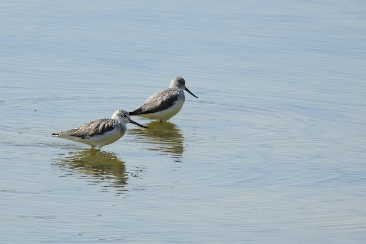 尼康P900S——鹬蚌相争，说的是这种鸟吗？