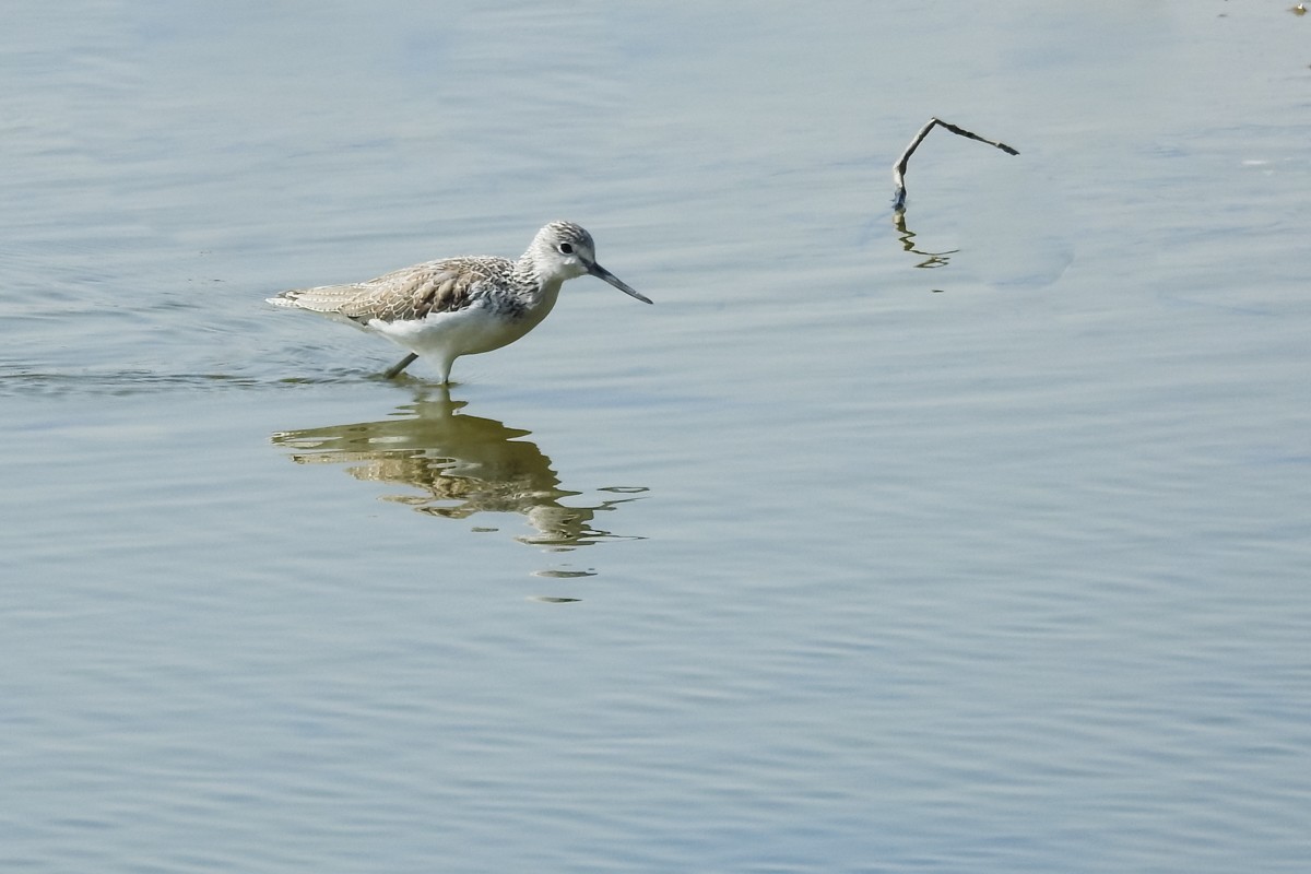 尼康P900S——鹬蚌相争，说的是这种鸟吗？