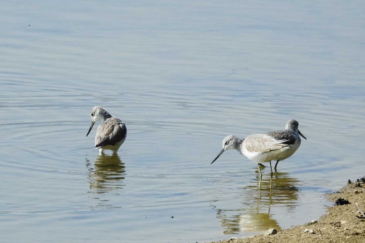 尼康P900S——鹬蚌相争，说的是这种鸟吗？