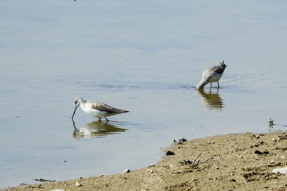 尼康P900S——鹬蚌相争，说的是这种鸟吗？