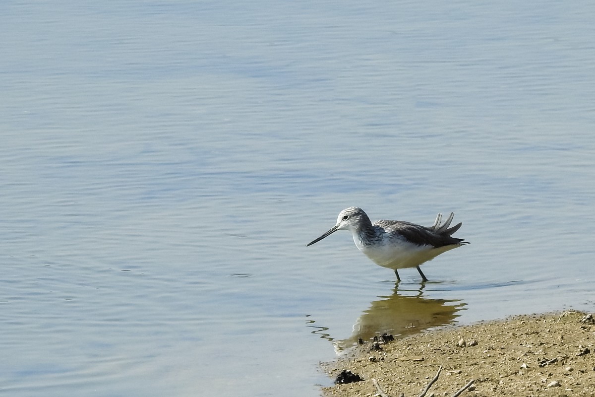尼康P900S——鹬蚌相争，说的是这种鸟吗？