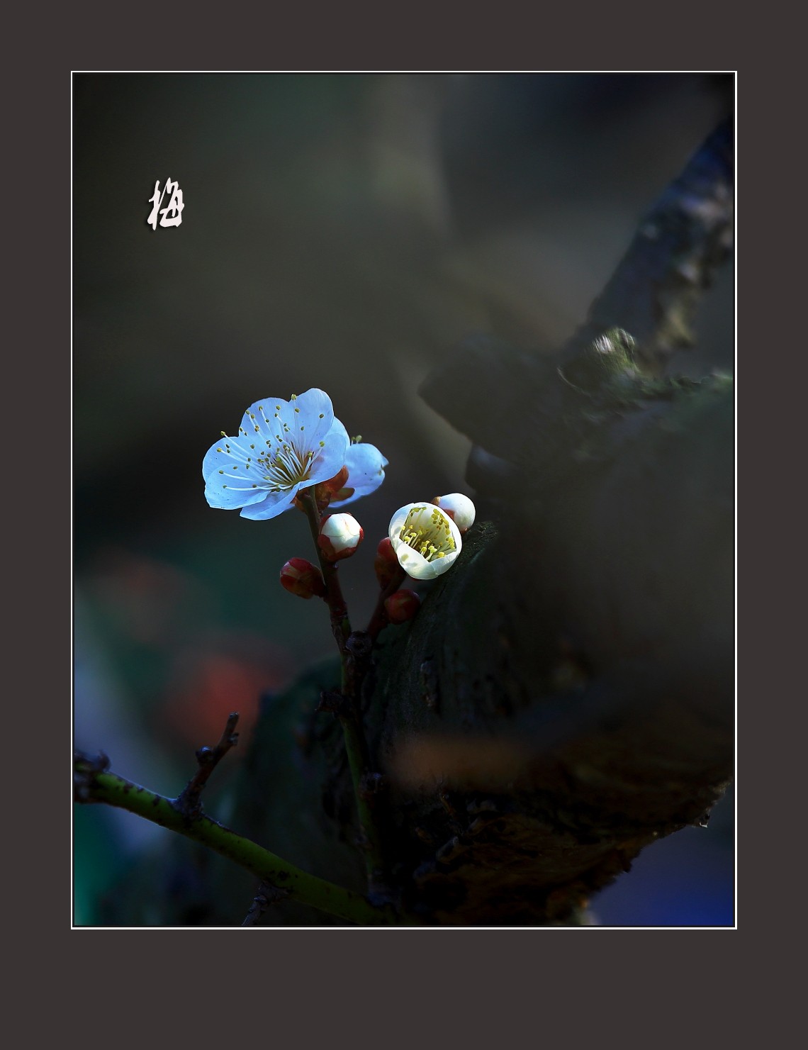 花开的季节-梅花