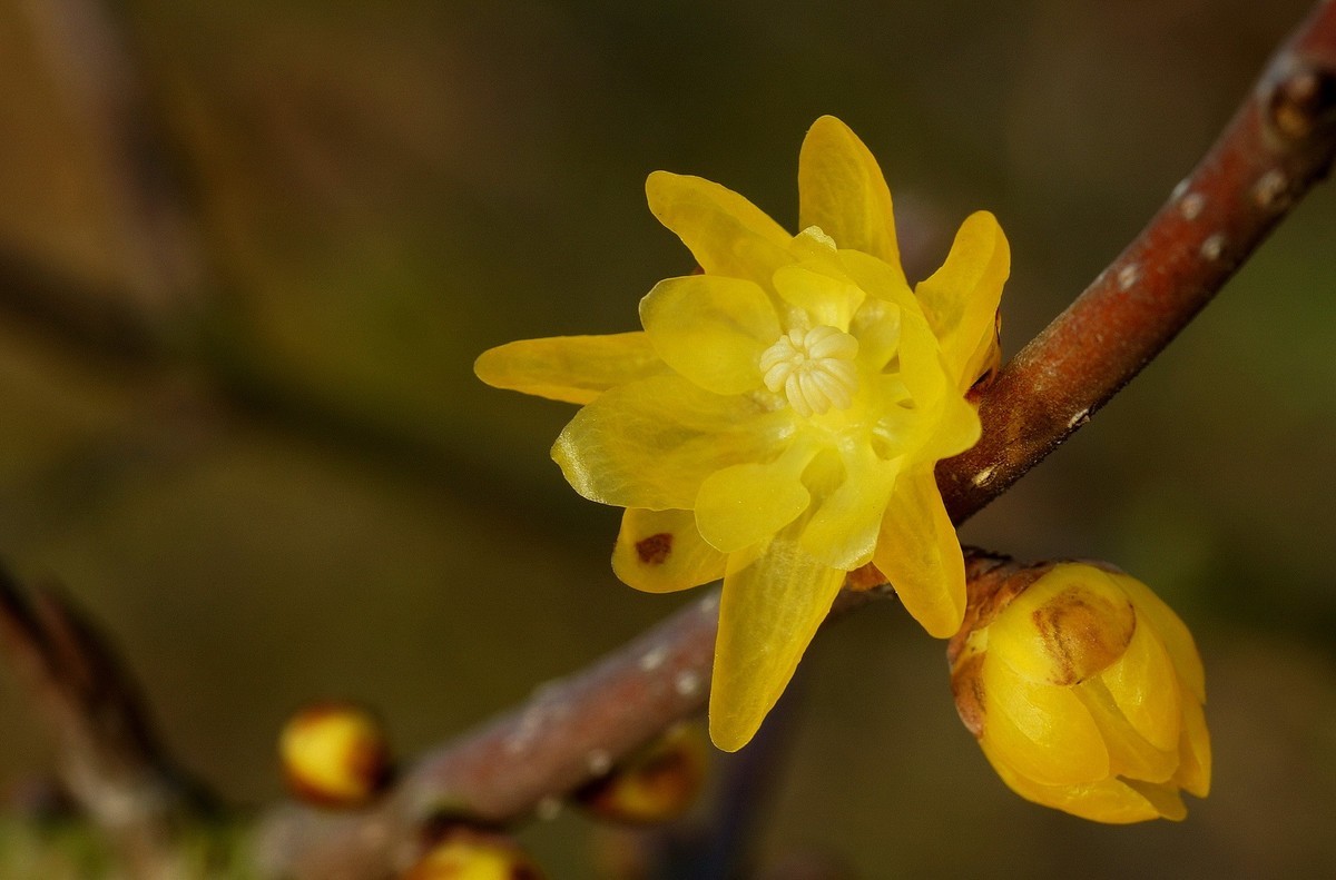 腾龙90微拍腊梅二