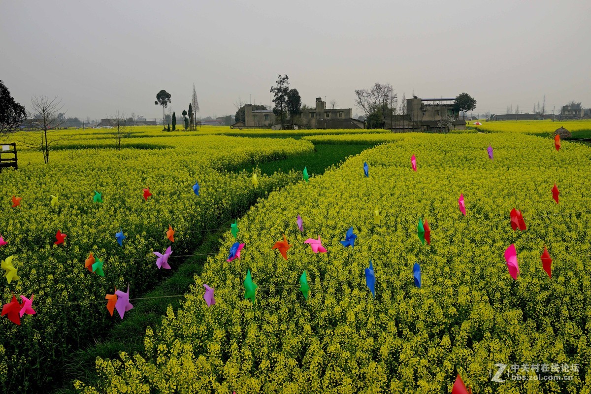 广汉西高油菜花