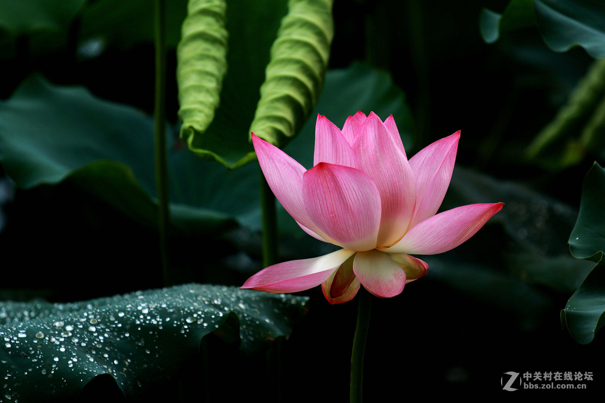 雨后荷花