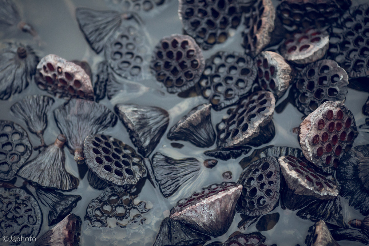 龙photo  《135L 练习贴 》