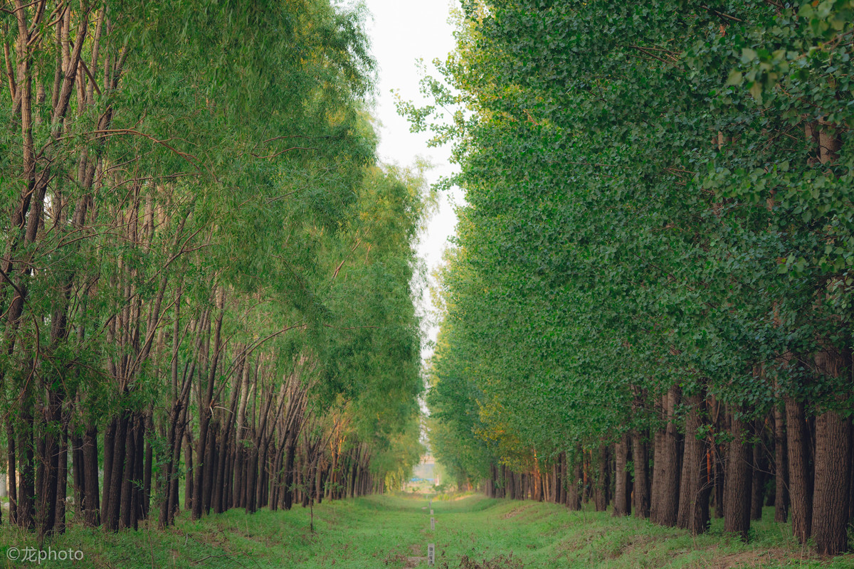 龙photo  《135L 练习贴 》