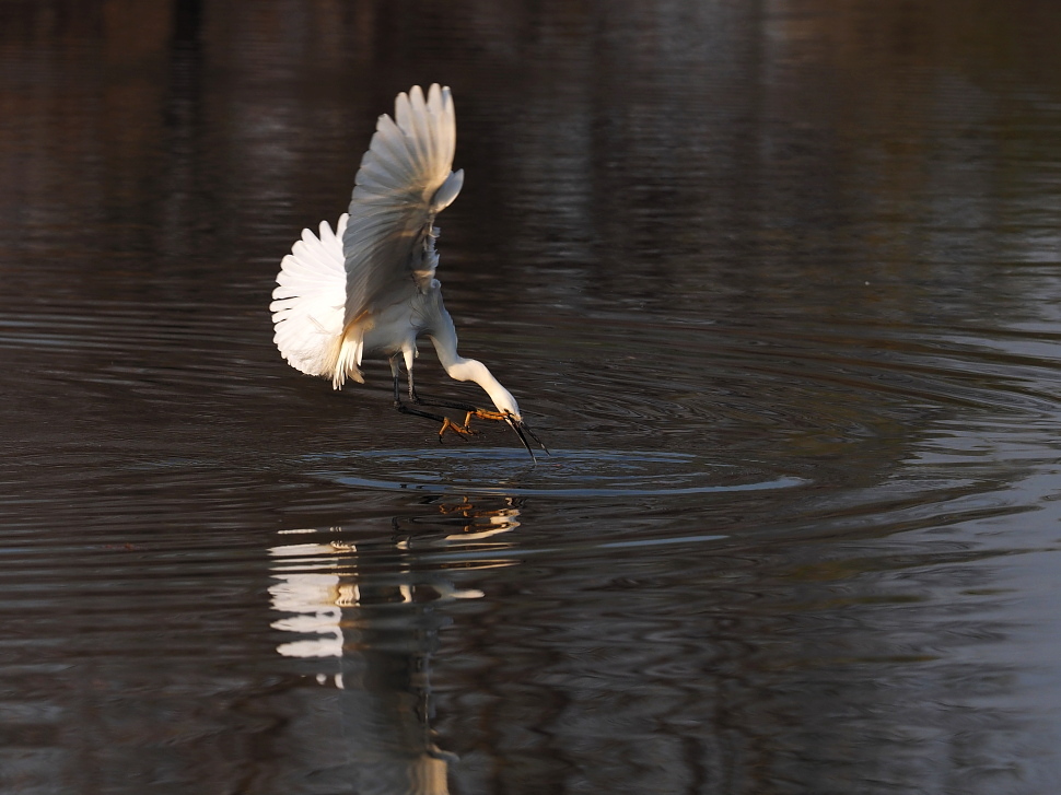 一组白鹭对舞与捕食瞬间