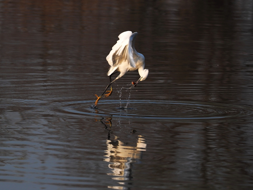 一组白鹭对舞与捕食瞬间
