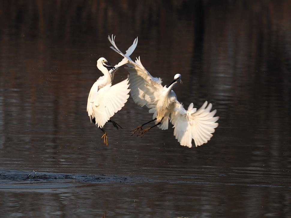 一组白鹭对舞与捕食瞬间