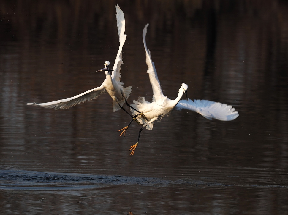 一组白鹭对舞与捕食瞬间