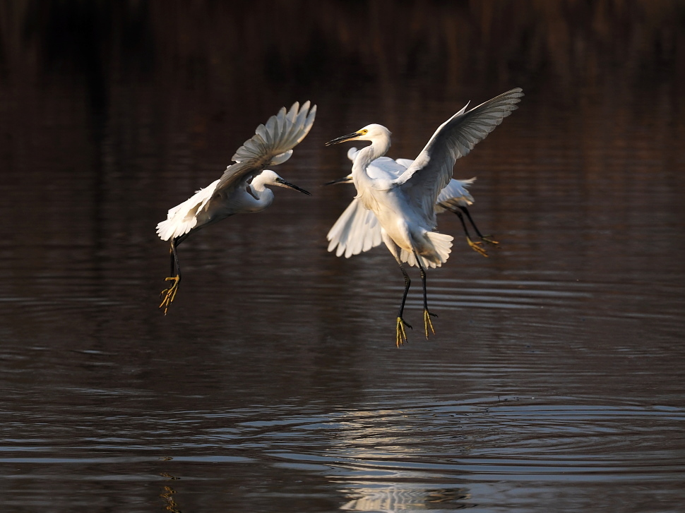 一组白鹭对舞与捕食瞬间