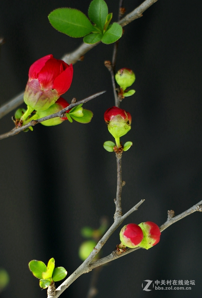 海棠依旧--贴梗海棠艳无双