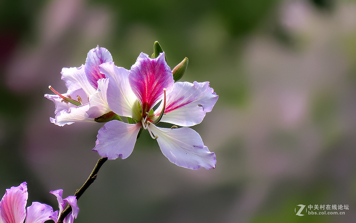 广州三月---宫粉羊蹄甲-中关村在线摄影论坛