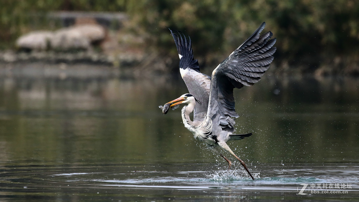 自然抓拍大型水禽鸟【12张苍鹭抓鱼起飞瞬间---用时2秒2个点射】
