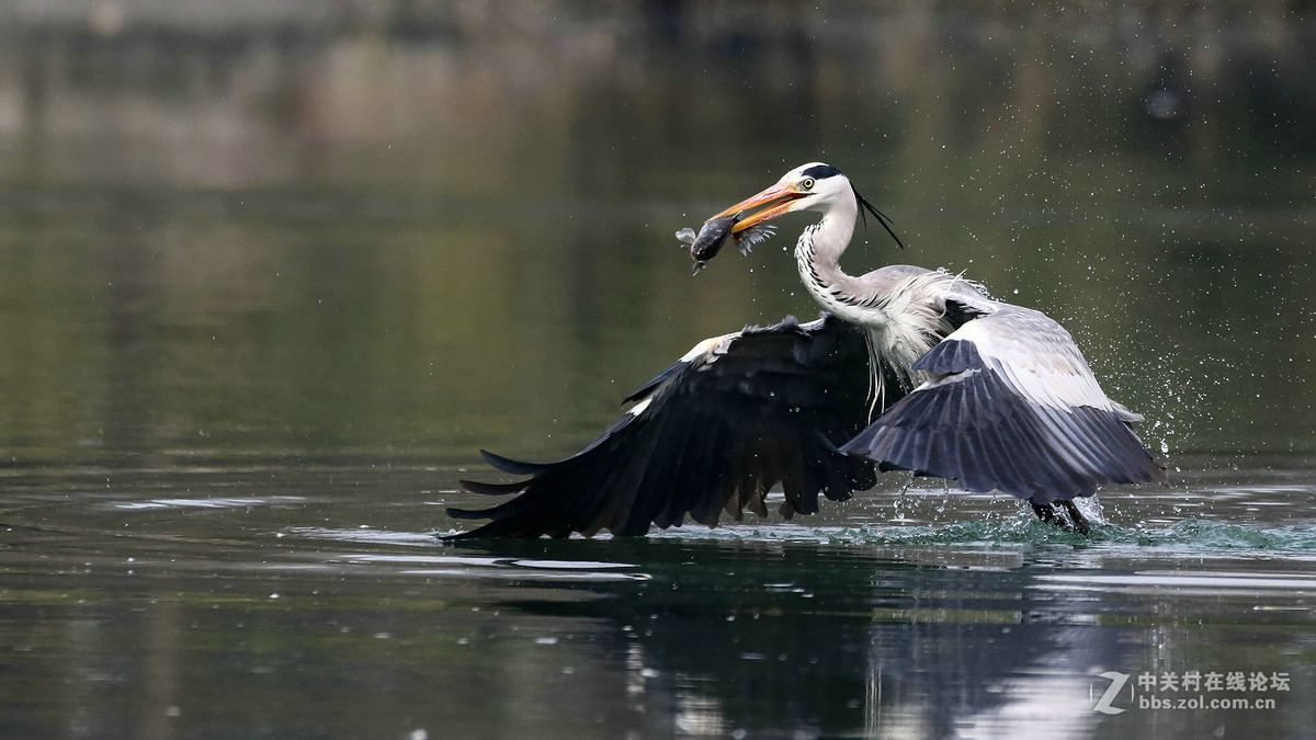 自然抓拍大型水禽鸟【12张苍鹭抓鱼起飞瞬间---用时2秒2个点射】