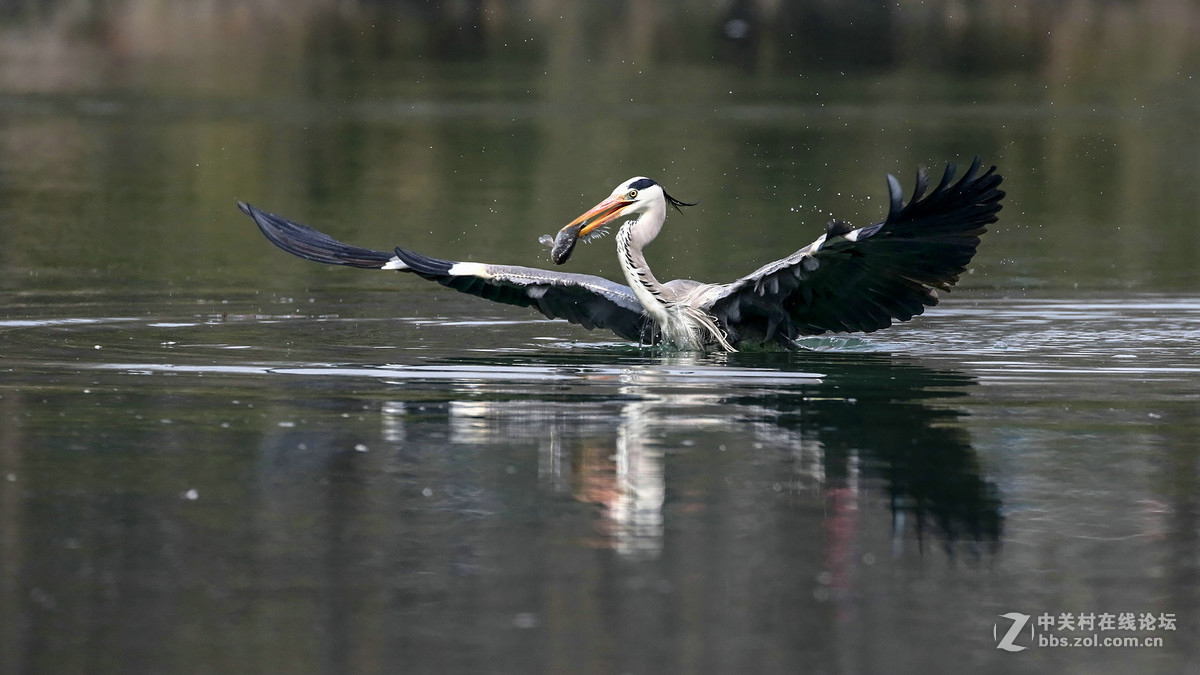 自然抓拍大型水禽鸟【12张苍鹭抓鱼起飞瞬间---用时2秒2个点射】