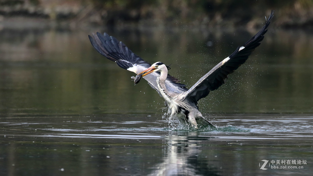 自然抓拍大型水禽鸟【12张苍鹭抓鱼起飞瞬间---用时2秒2个点射】