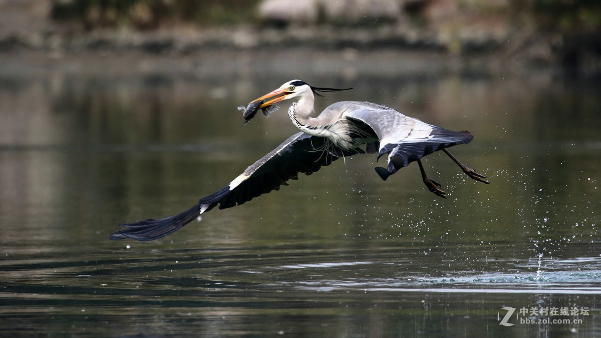 自然抓拍大型水禽鸟【12张苍鹭抓鱼起飞瞬间---用时2秒2个点射】