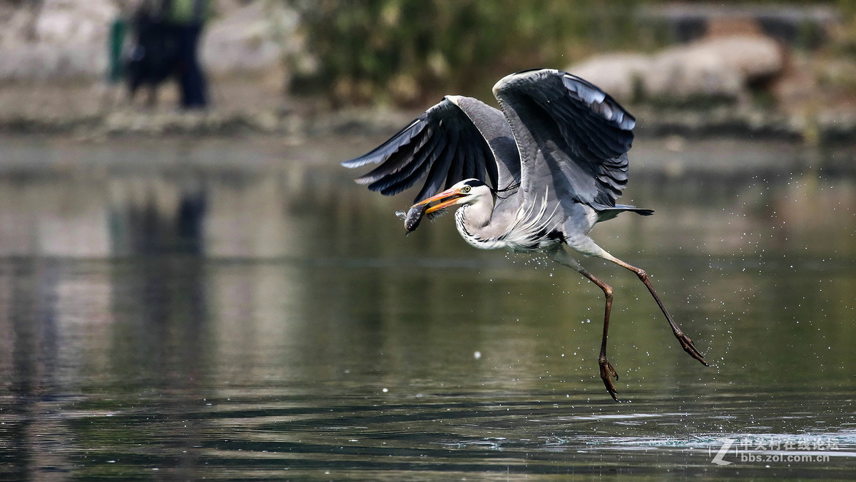 自然抓拍大型水禽鸟【12张苍鹭抓鱼起飞瞬间---用时2秒2个点射】