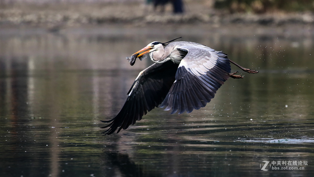 自然抓拍大型水禽鸟【12张苍鹭抓鱼起飞瞬间---用时2秒2个点射】