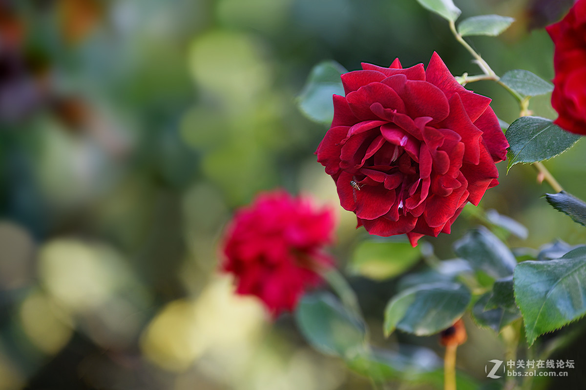 【2017】057---月季[6]