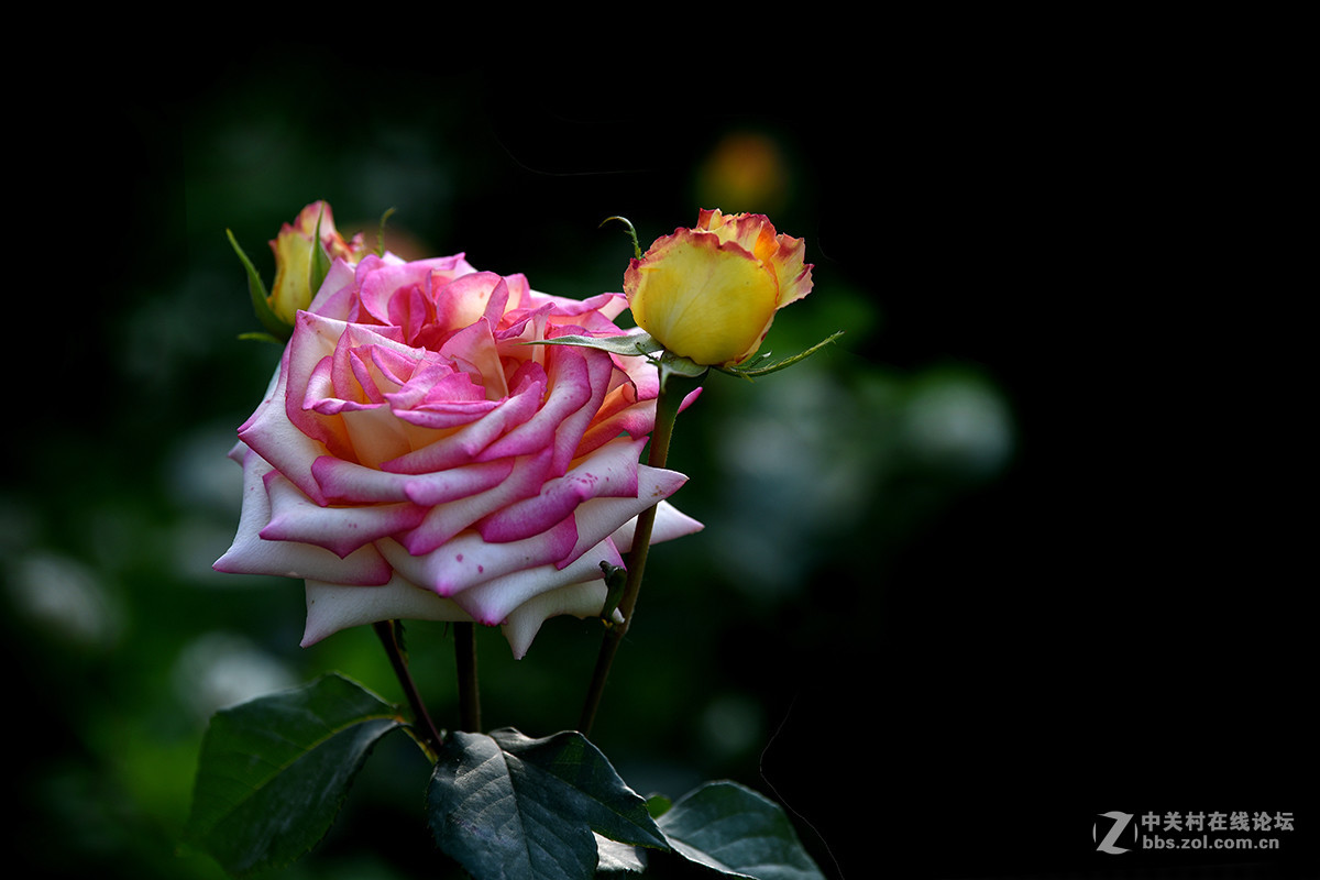 【2017】057---月季[6]