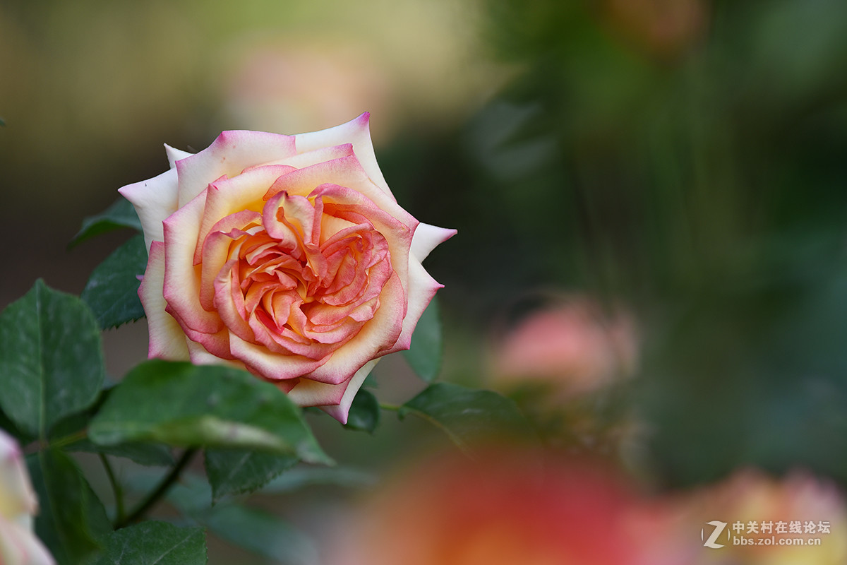 【2017】057---月季[6]