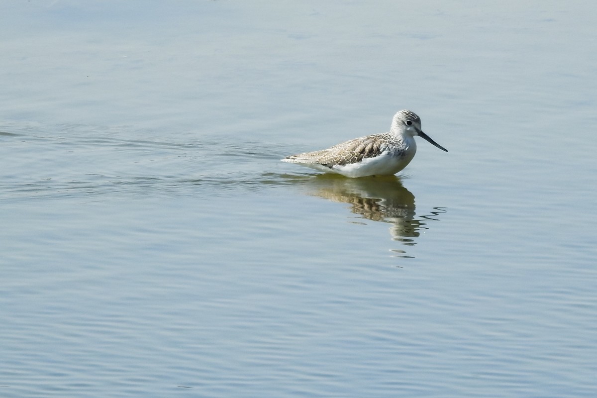 尼康P900S——鹬蚌相争，说的是这种鸟吗？