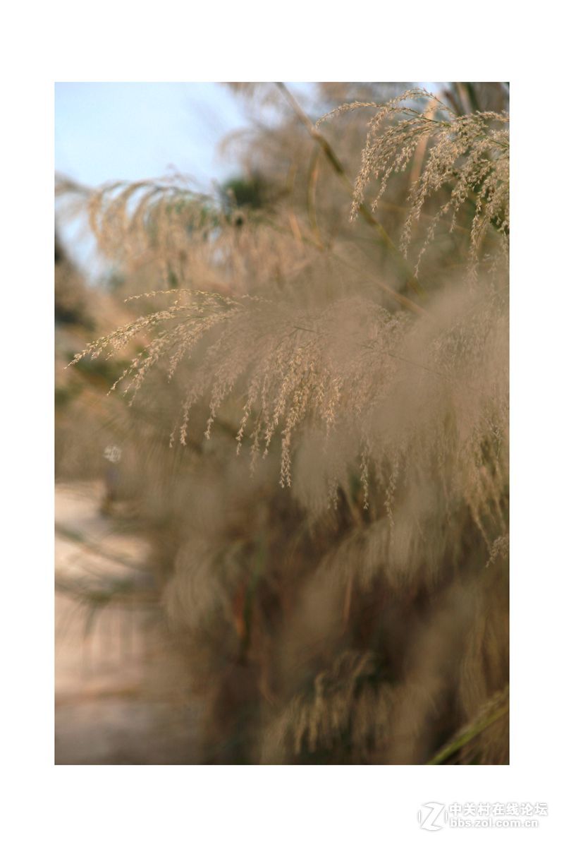 芦花