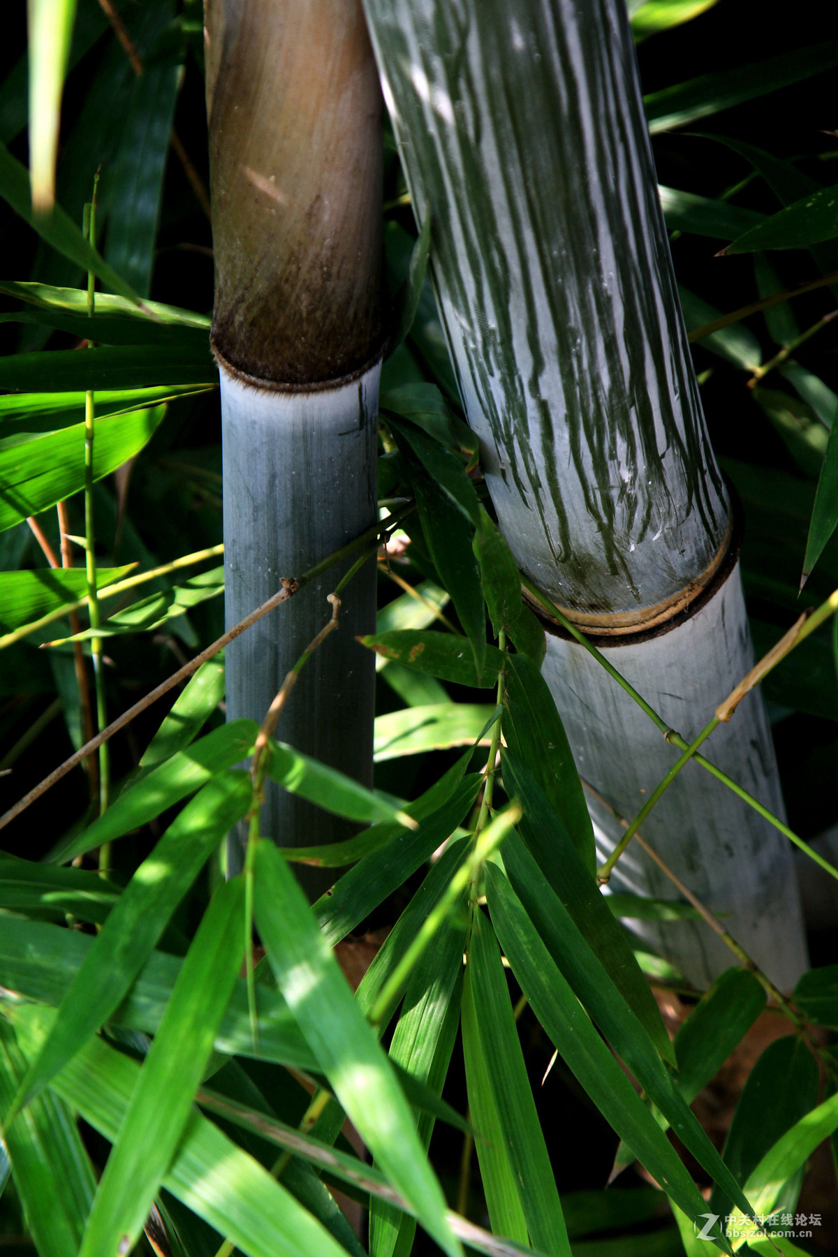 竹特写之高风亮节