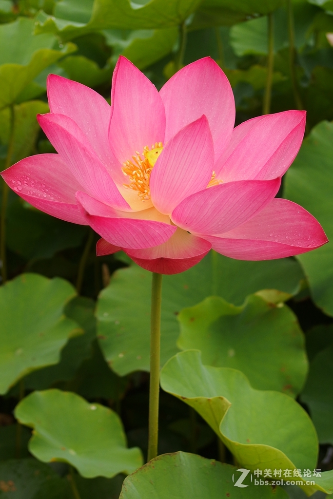 大片奉上，敬请欣赏排砖。XZ2成像牛掰！滤镜惊艳