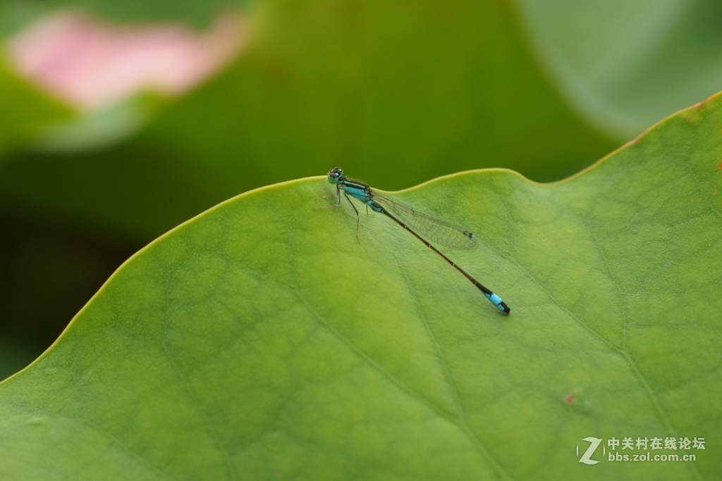 大片奉上，敬请欣赏排砖。XZ2成像牛掰！滤镜惊艳