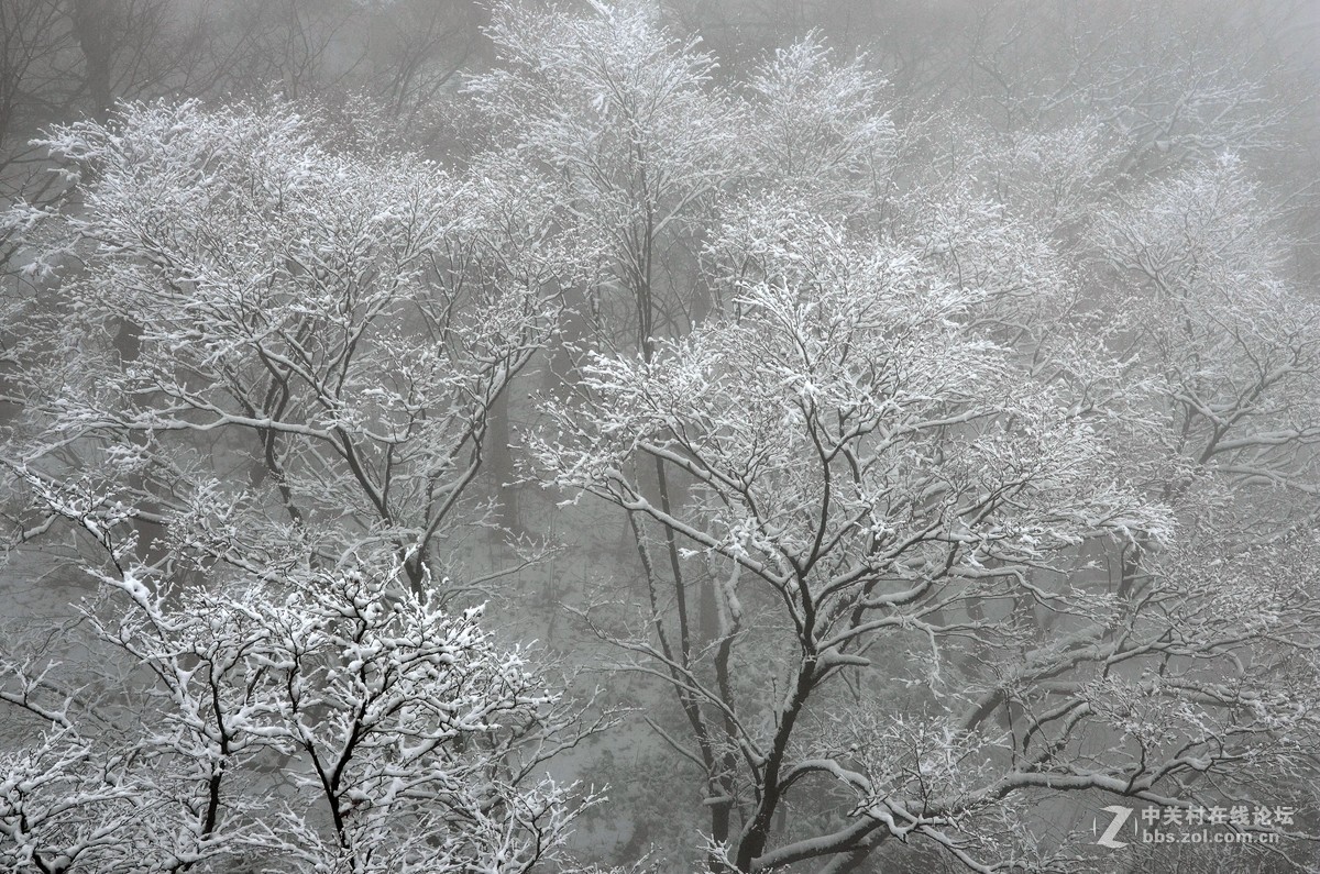 老君山   雾霾笼罩的雪淞景象
