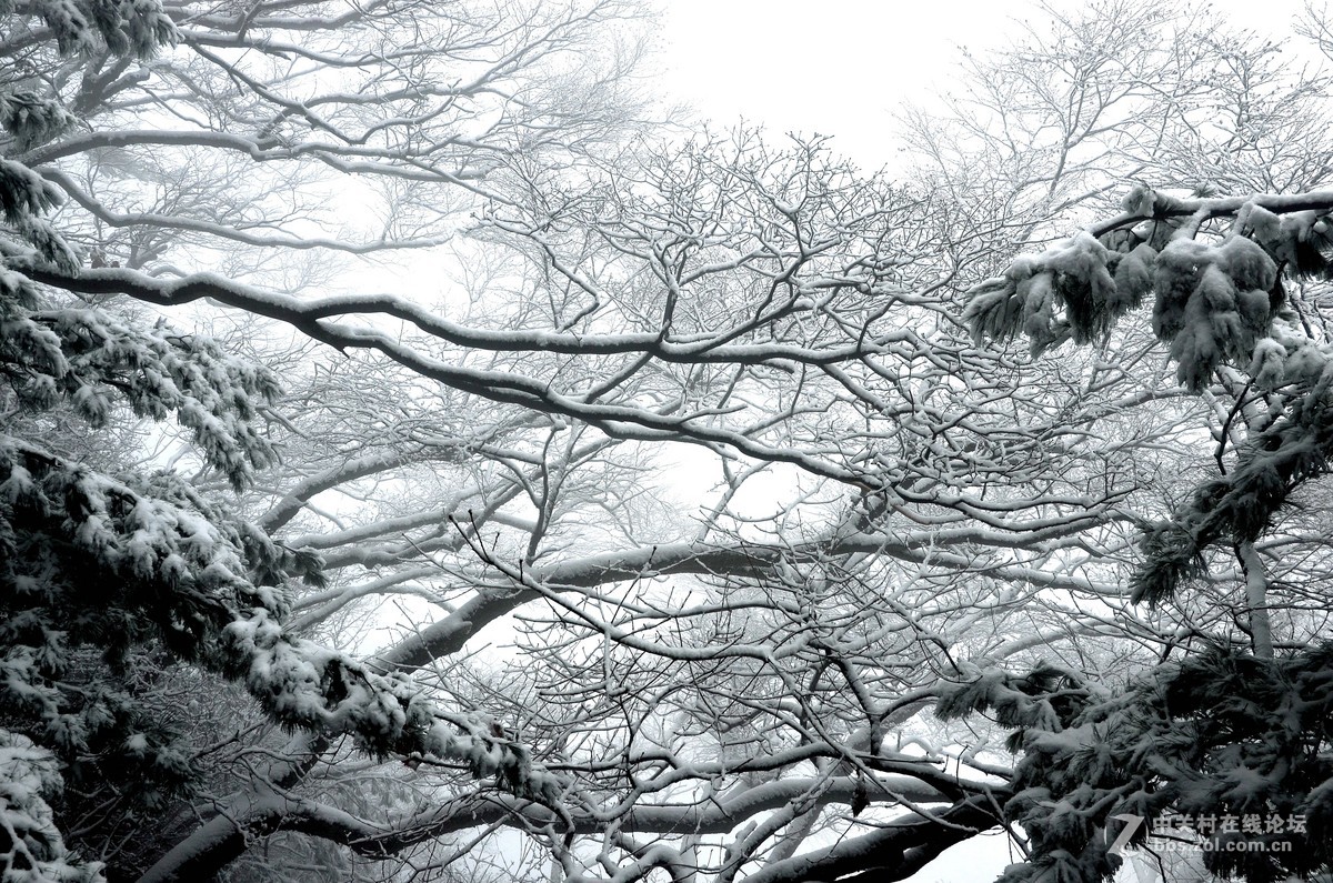 老君山   雾霾笼罩的雪淞景象