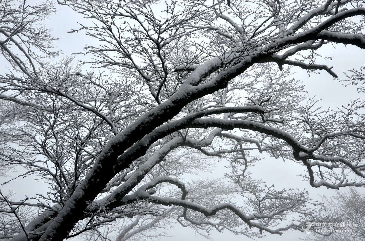 老君山   雾霾笼罩的雪淞景象